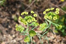 Attēlu rezultāti vaicājumam “Euphorbia virgata flower”