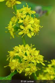 Attēlu rezultāti vaicājumam “Lycogala persicum sessile”