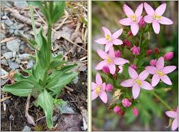 Image result for Centaurium erythraea