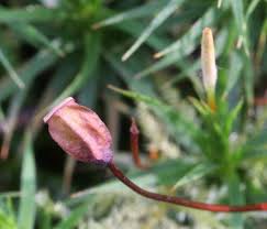 Attēlu rezultāti vaicājumam “Polytrichastrum formosum sporophyte”