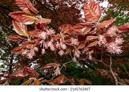 Attēlu rezultāti vaicājumam “Fagus sylvatica fo. purpurea female flower”