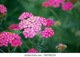 Attēlu rezultāti vaicājumam “Achillea salicifolia flower”