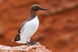 Image result for Uria aalge