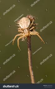 Attēlu rezultāti vaicājumam “Xysticus bifasciatus”
