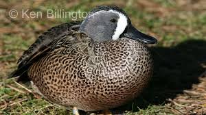 Image result for Anas discors