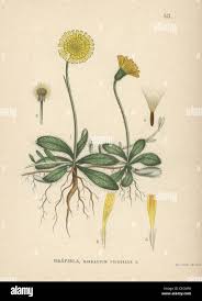 Attēlu rezultāti vaicājumam “Pilosella officinarum leaf”