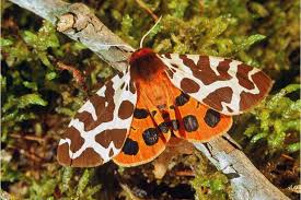 Attēlu rezultāti vaicājumam “Arctia caja imago”