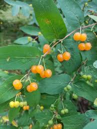 Attēlu rezultāti vaicājumam “Lonicera tatarica fruit”