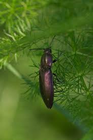 Attēlu rezultāti vaicājumam “Ctenicera pectinicornis female”