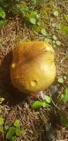 Attēlu rezultāti vaicājumam “Suillus variegatus”