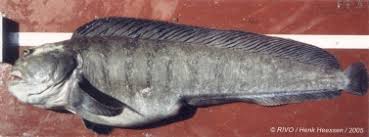 Image result for Anarhichas lupus