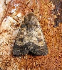 Attēlu rezultāti vaicājumam “Caradrina morpheus”