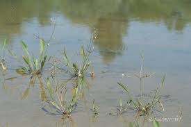 Attēlu rezultāti vaicājumam “Alisma gramineum”