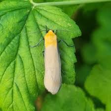 Attēlu rezultāti vaicājumam “Lithosia quadra male”