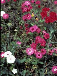 Image result for Phlox drummondii
