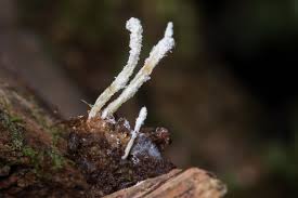 Attēlu rezultāti vaicājumam “Cordyceps farinosa”