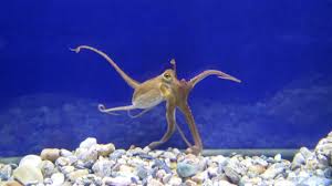 Image result for Octopus vulgaris