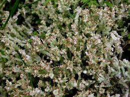 Attēlu rezultāti vaicājumam “Cladonia ramulosa”
