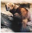 Northwestern Ontario Mammal Species - Fisher