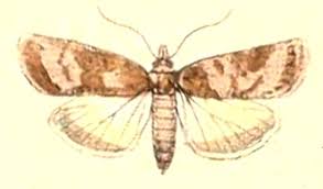 Attēlu rezultāti vaicājumam “Nycteola sp.”