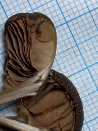 Attēlu rezultāti vaicājumam “Jungermannia sphaerocarpa sporophyte”