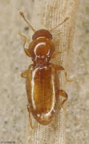 Attēlu rezultāti vaicājumam “Endomychidae”