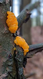 Attēlu rezultāti vaicājumam “Tremella mesenterica”