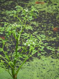 Attēlu rezultāti vaicājumam “Oenanthe aquatica leaf”