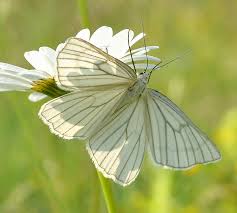 Attēlu rezultāti vaicājumam “Siona lineata”