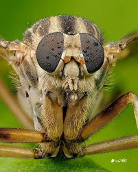 Attēlu rezultāti vaicājumam “Metatrichia floriformis stalked”
