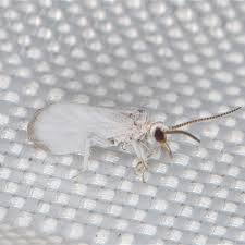 Attēlu rezultāti vaicājumam “Coniopterygidae”