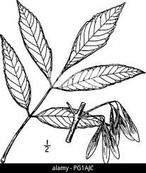 Attēlu rezultāti vaicājumam “Fraxinus pennsylvanica fruit”