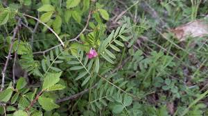 Attēlu rezultāti vaicājumam “Vicia sativa”