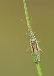 Attēlu rezultāti vaicājumam “Myrmus miriformis”