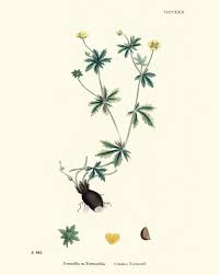 Attēlu rezultāti vaicājumam “Potentilla erecta flower”