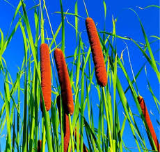 Attēlu rezultāti vaicājumam “Typha latifolia”