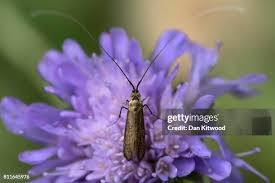 Attēlu rezultāti vaicājumam “Nemophora metallica”