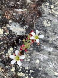 Attēlu rezultāti vaicājumam “Saxifraga cymbalaria fruit”