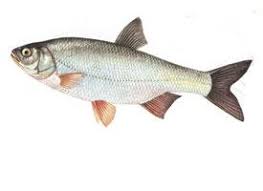 Attēlu rezultāti vaicājumam “Leuciscus idus”