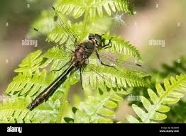 Attēlu rezultāti vaicājumam “Cordulia aenea”