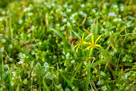 Attēlu rezultāti vaicājumam “Gagea pratensis”