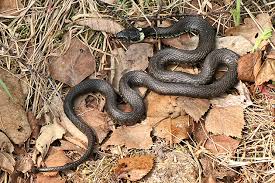 Image result for Ringelnatter