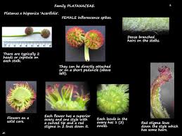 Attēlu rezultāti vaicājumam “Platanus x hispanica (syn. Platanus x acerifolia)”