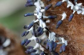 Attēlu rezultāti vaicājumam “Diachea leucopodia”