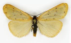 Attēlu rezultāti vaicājumam “Setina irrorella”