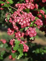 Attēlu rezultāti vaicājumam “Crataegus laevigata flower”