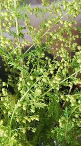 Image result for Artemisia annua