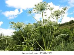 Attēlu rezultāti vaicājumam “Heracleum sosnowskyi leaf”