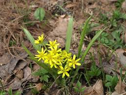 Attēlu rezultāti vaicājumam “Gagea lutea leaf”