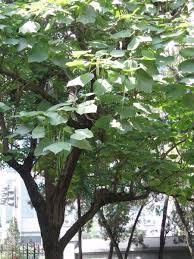 Attēlu rezultāti vaicājumam “Catalpa ovata”